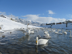 白鳥の郷公苑-写真1