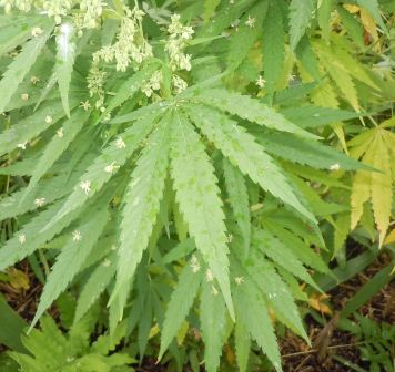 大麻の写真