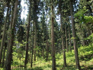 手入れされた森林