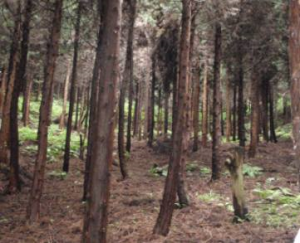 手入れが遅れ、成長が劣っている森林