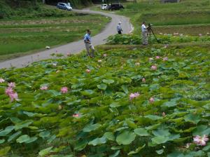 二ツ屋集落の二千年蓮