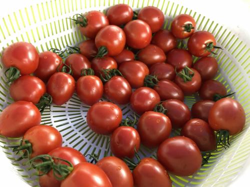 甘味が豊富なカルビタトマト