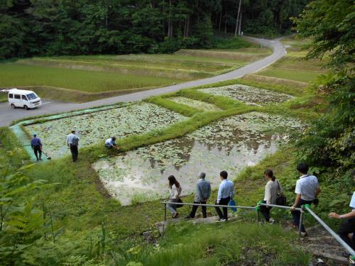 二千年蓮会場の視察