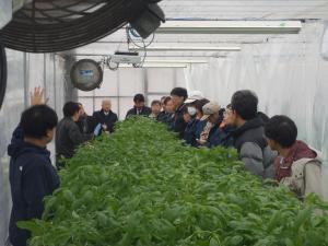 温熱バジル栽培説明