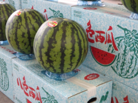 すいかの写真２
