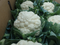 カリフラワーの写真1