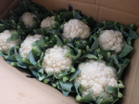 カリフラワーの写真２