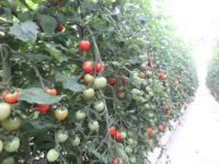 養液土耕トマトの写真1