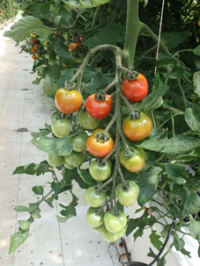 養液土耕トマトの写真２