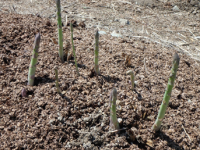 アスパラガスの写真1