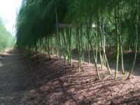 アスパラガスの写真２