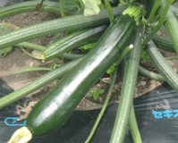 ズッキーニの写真1