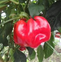 かぐらなんばんの写真1