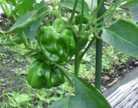 かぐらなんばんの写真２