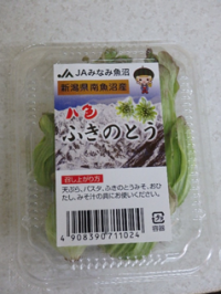 ふきのとうの写真２