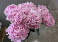 シャクヤクの写真1