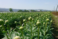 シャクヤクの写真２