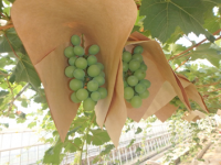 ぶどうの写真1