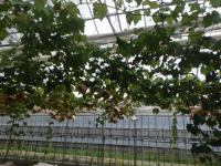 ぶどうの写真２