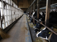 酪農の写真1