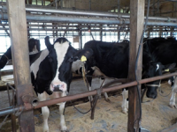 酪農の写真２