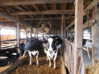 酪農の写真3