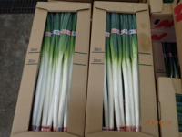 やわ肌ねぎの写真