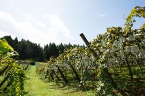 Kitadai Grape Garden