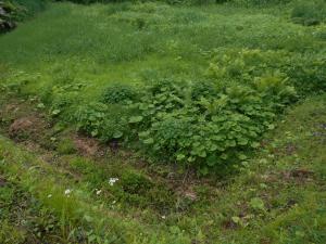 現地視察の様子2