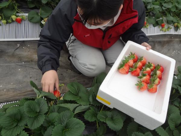 イチゴの収穫風景