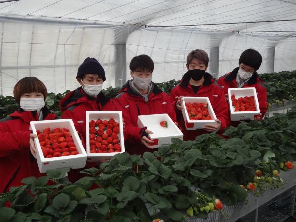 イチゴの収穫終了