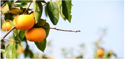 「柿(新潟市西蒲区)」の画像