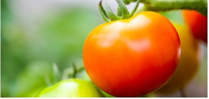 「養液トマト＋カリフラワー＋にんじん（小千谷市）」の画像