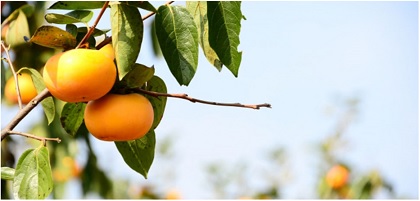 「柿等（佐渡市）1：単身」の画像