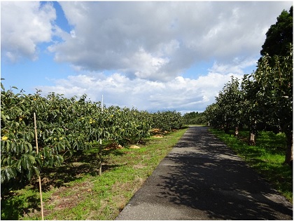 「かき等（柏崎市）」の画像