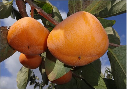 「柿等（佐渡市）2：夫婦2人」の画像