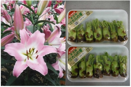 「ユリ切花＋たらの芽（魚沼市）」の画像