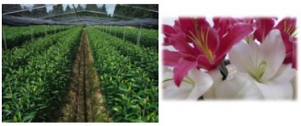 「ユリ」の画像