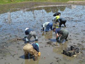 レンコンを掘っています１