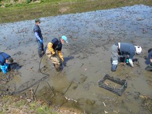 レンコンを掘っています２