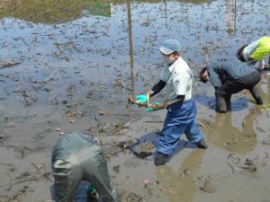 レンコンを掘っています３