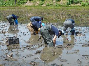 レンコン掘りの様子４