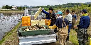 トラックの荷台にレンコンをのせています