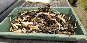 掘ったレンコン。かごにたくさん入っています。