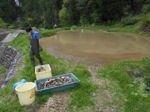 今回レンコンを植える所です。