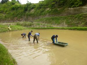 レンコンを植えています。