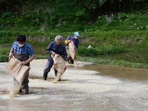 肥料をまいています
