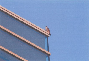 自治会館分館屋上に止まるハヤブサの写真