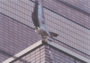 足環の付いたハヤブサの写真