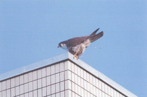 議会庁舎屋上で脱糞する雌親（6月17日）